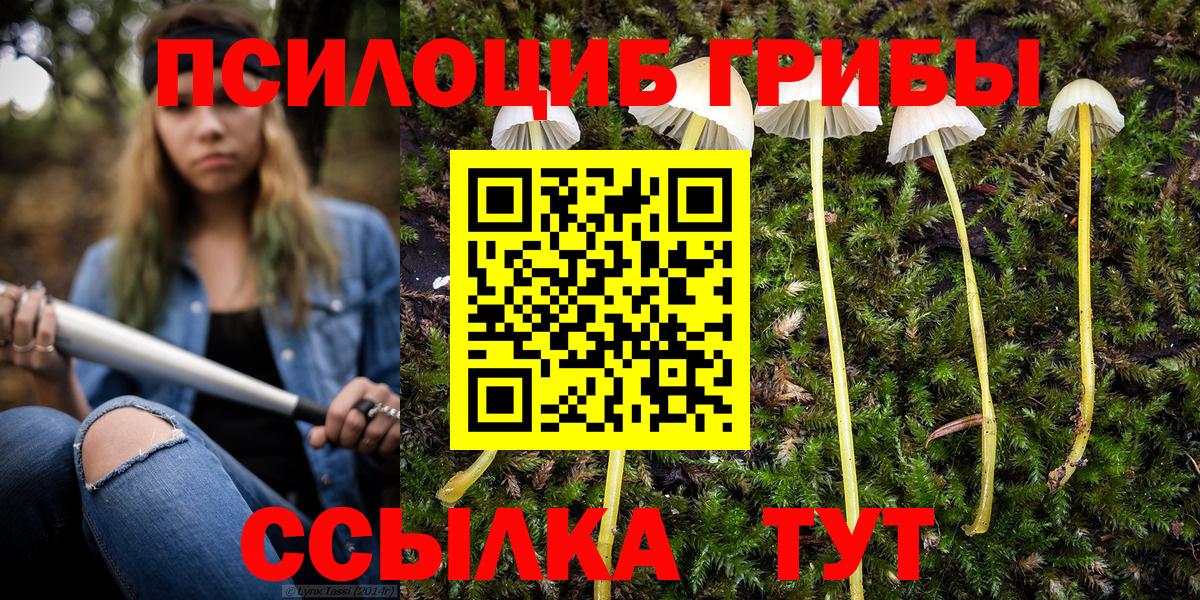 Галлюциногенные грибы Psilocybe Богданович